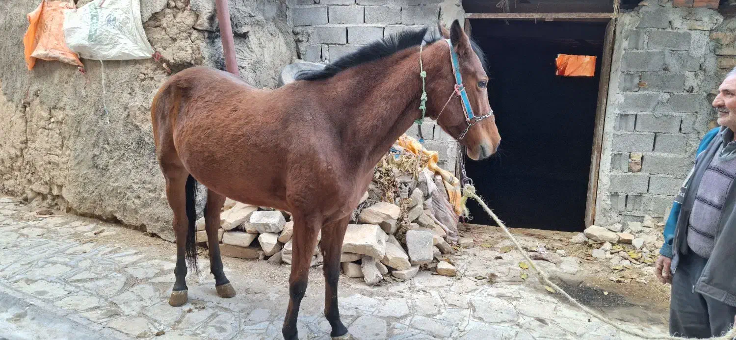 اسب اصیل ترکمن|اسب و تجهیزات اسب‌سواری|بجنورد, |دیوار