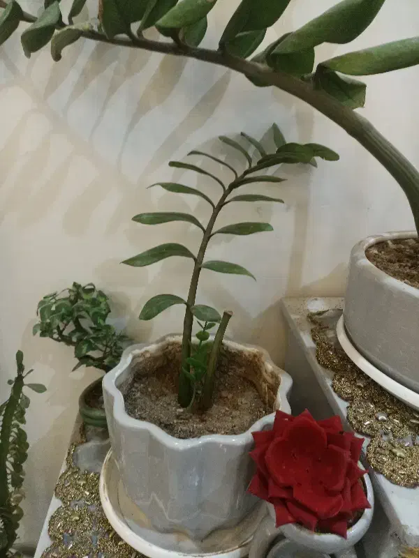 گل زامفولیا و کاکتوس|گل و گیاه طبیعی|تایباد, |دیوار