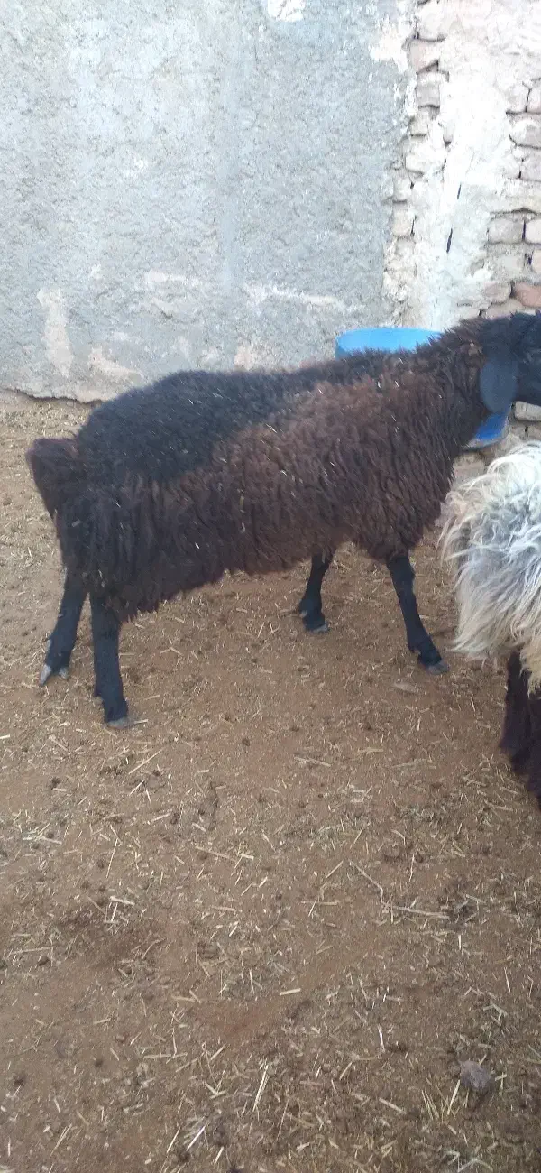 بره نر|حیوانات مزرعه|ساوه, |دیوار