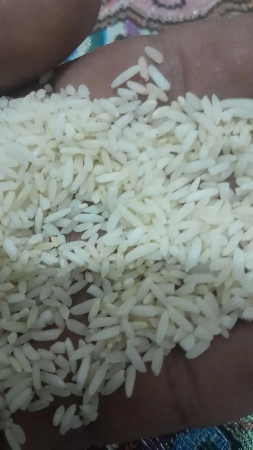 سلام فروش یک تن ونیم برنج پبش فروش|خوردنی و آشامیدنی|دورود, |دیوار