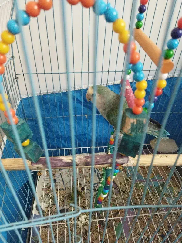 طوطی برزیلی|پرنده|الوند, |دیوار