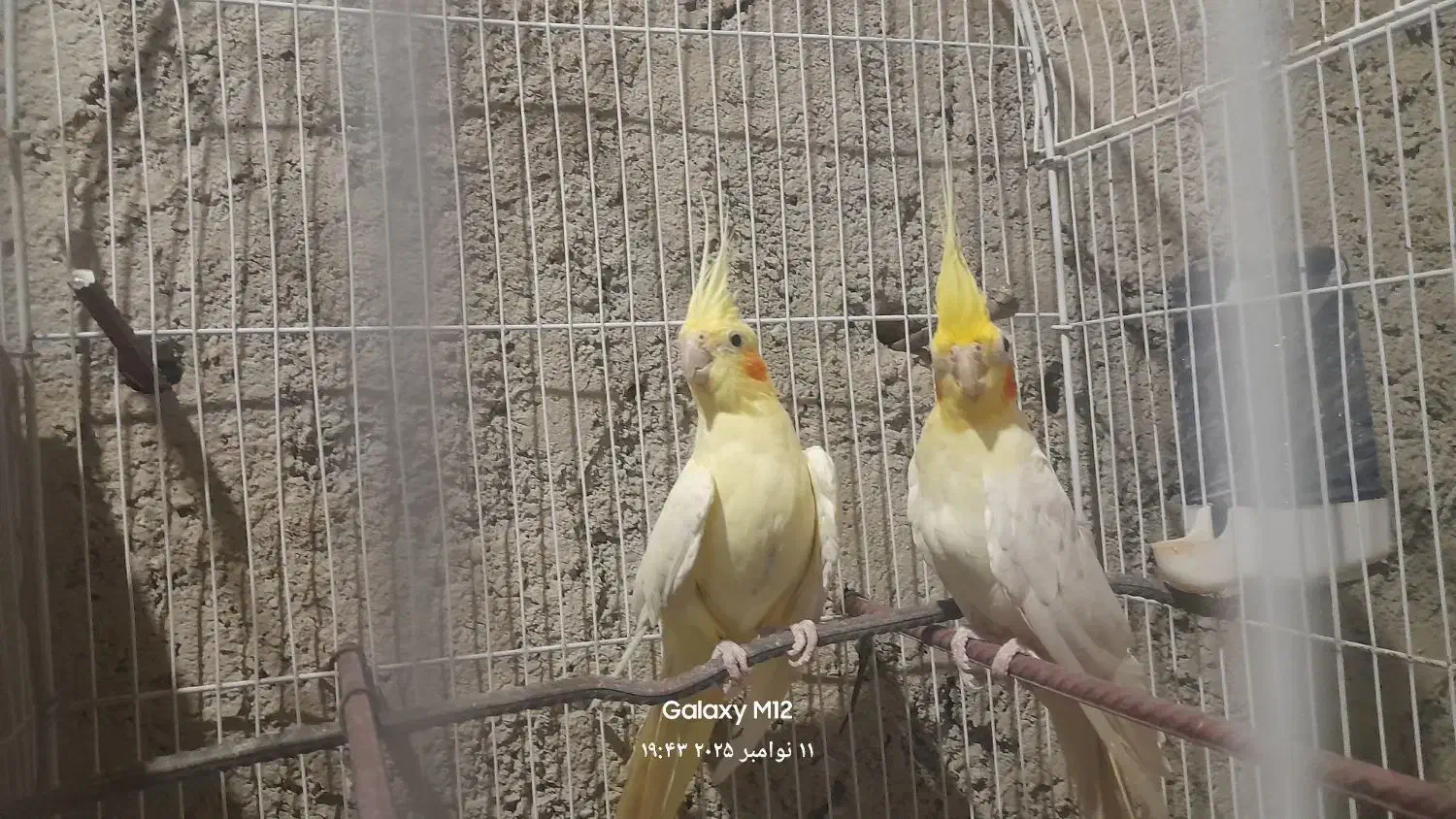 عروس هلندی|پرنده|سراوان, |دیوار