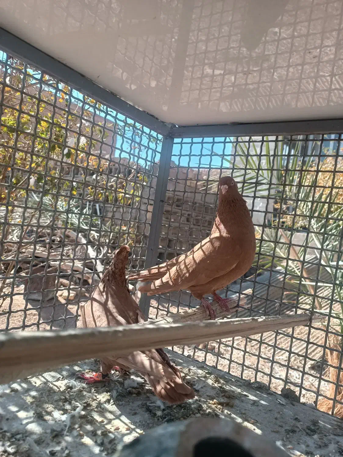 کبوتر زرد|پرنده|مروست, |دیوار