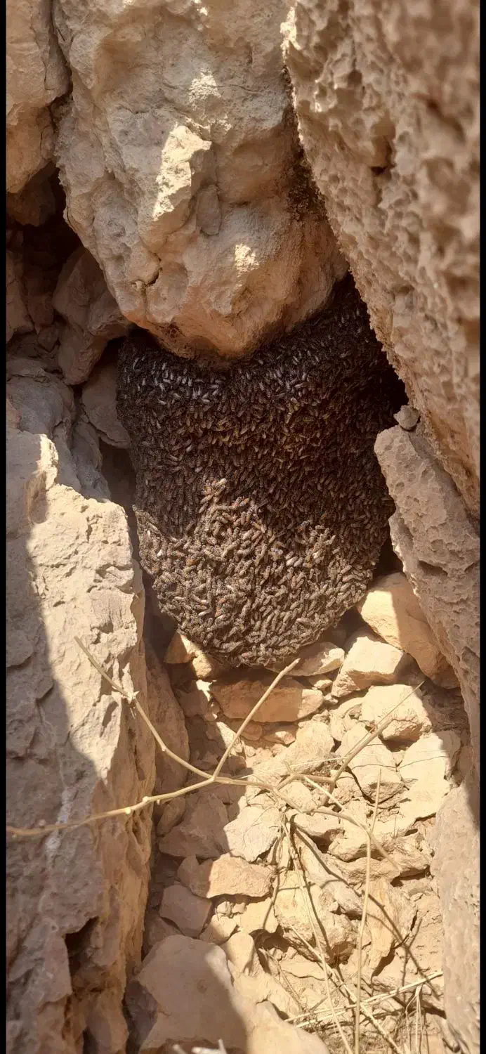 عسل کوهی اصل|خوردنی و آشامیدنی|شیراز, میانرود|دیوار