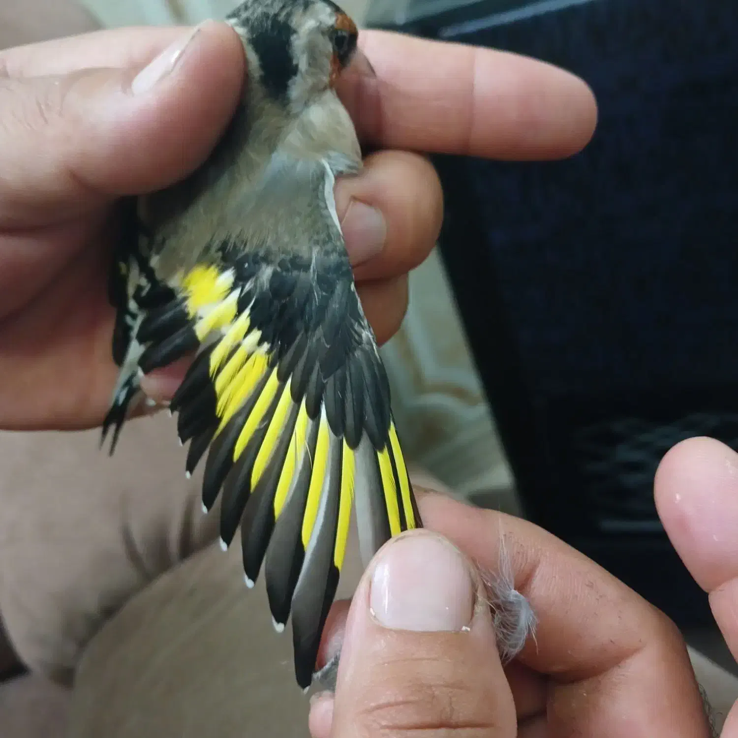 سیره نر|پرنده|شهریار, شهرک بهاران (ویره)|دیوار