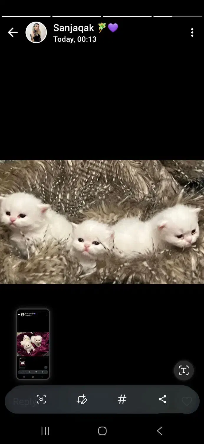 Persian Cat|گربه|تهران, جنت‌آباد جنوبی|دیوار