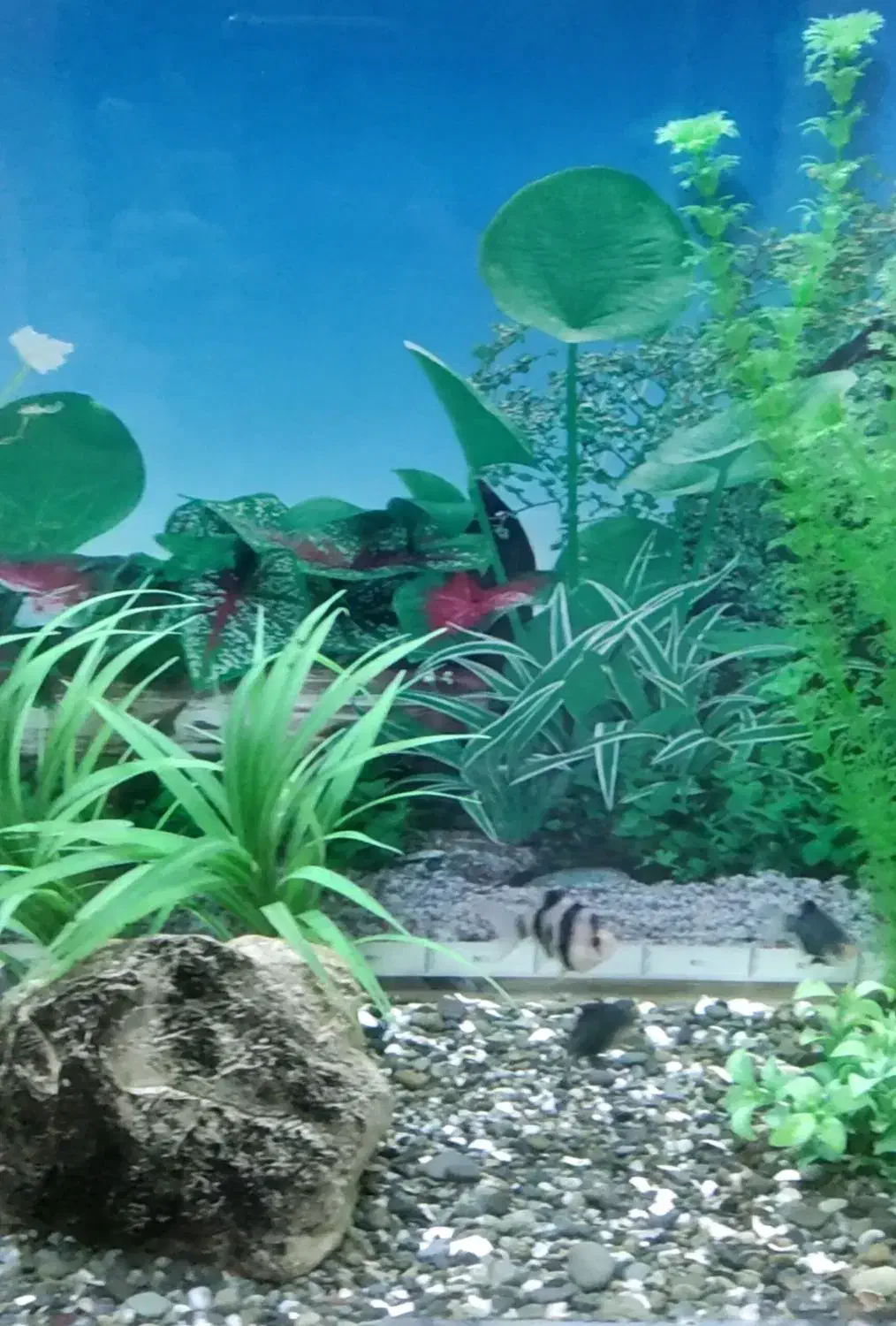 ماهی تایگربارب،گرین بارب،شارک دم قرمز،لوچ پاکستانی|ماهی|شیراز, شهرک نیروی انتظامی|دیوار