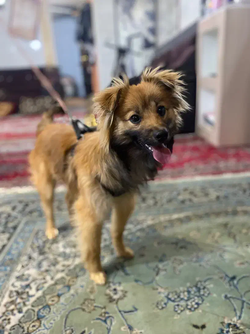 سگ نژاد اشپیتز|سگ|مشهد, کارگران|دیوار