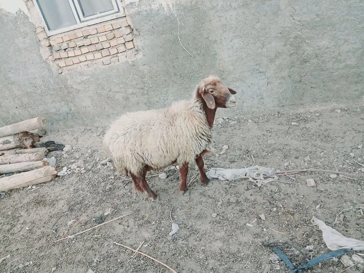 دوتا گوسفند ماده|حیوانات مزرعه|فراغی, |دیوار