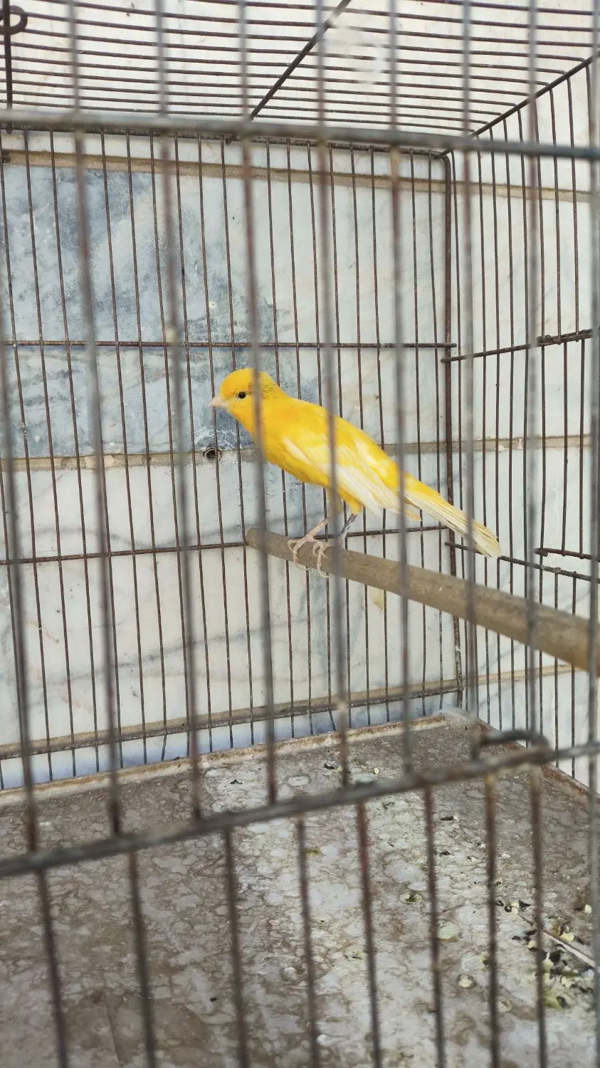 قناری|پرنده|شیراز, بالا کفت|دیوار