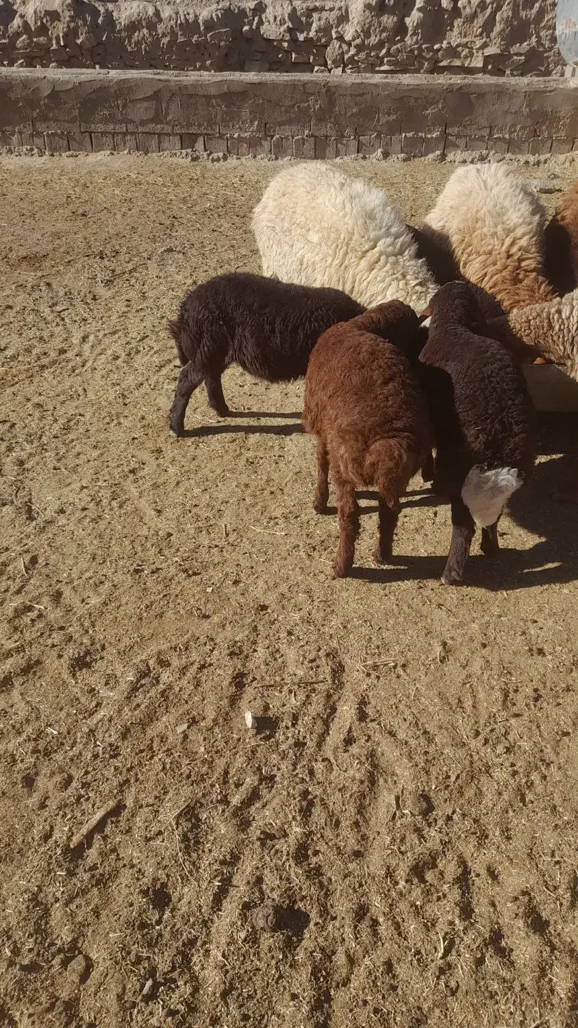 میش زایده|حیوانات مزرعه|تربت جام, جلگه موسی آباد|دیوار