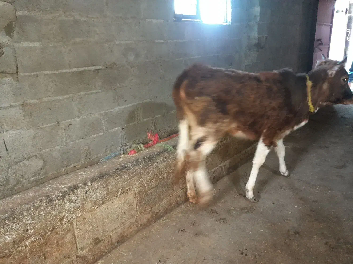 فروش یک راس طلم|حیوانات مزرعه|نوشهر, |دیوار