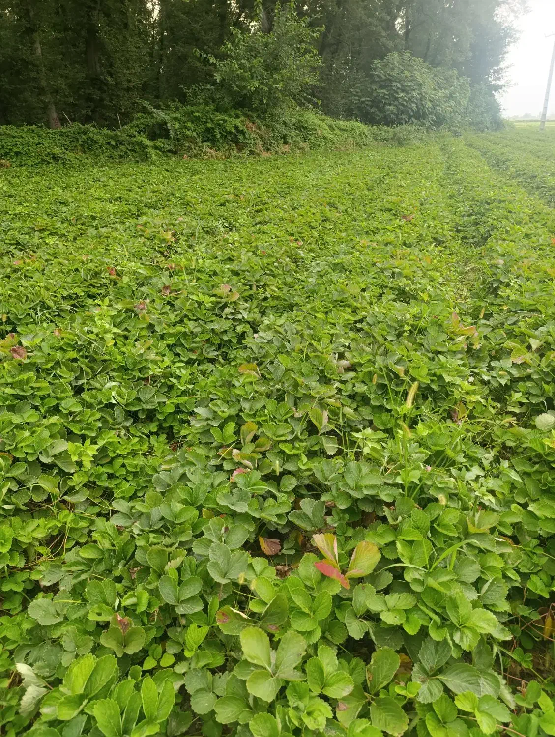 نهال توت فرنگی سالم سابرینا نی 15|خدمات باغبانی و درختکاری|خان ببین, |دیوار