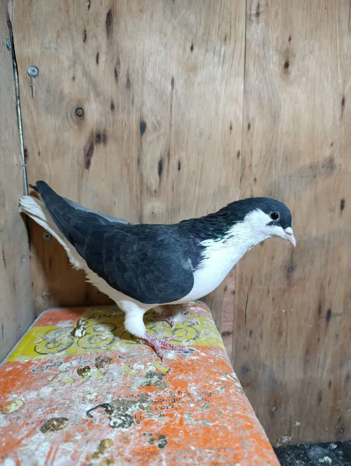 چادری|پرنده|تهران, بازار|دیوار