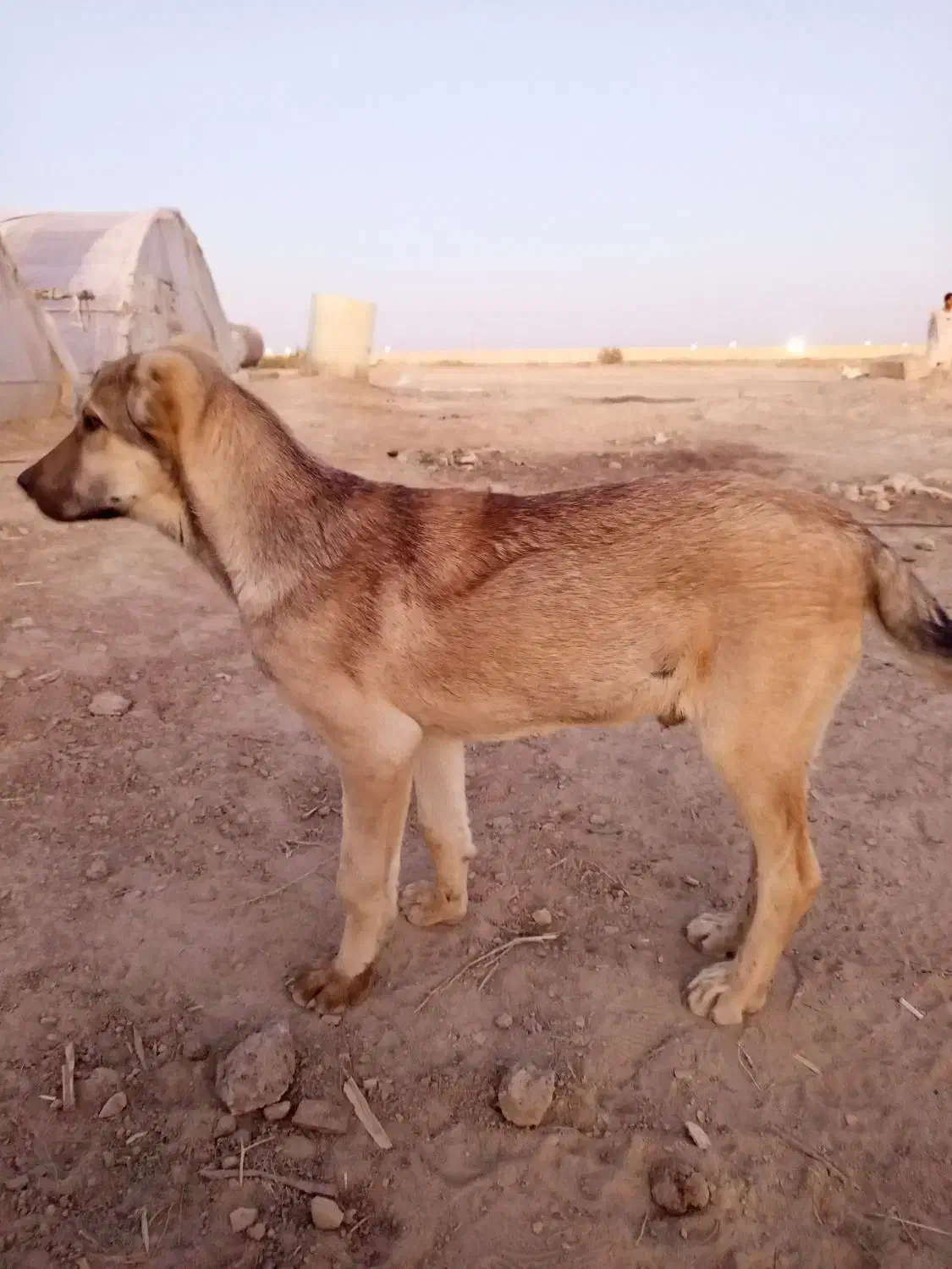 سگ گمشده|حیوانات|هیرمند, |دیوار