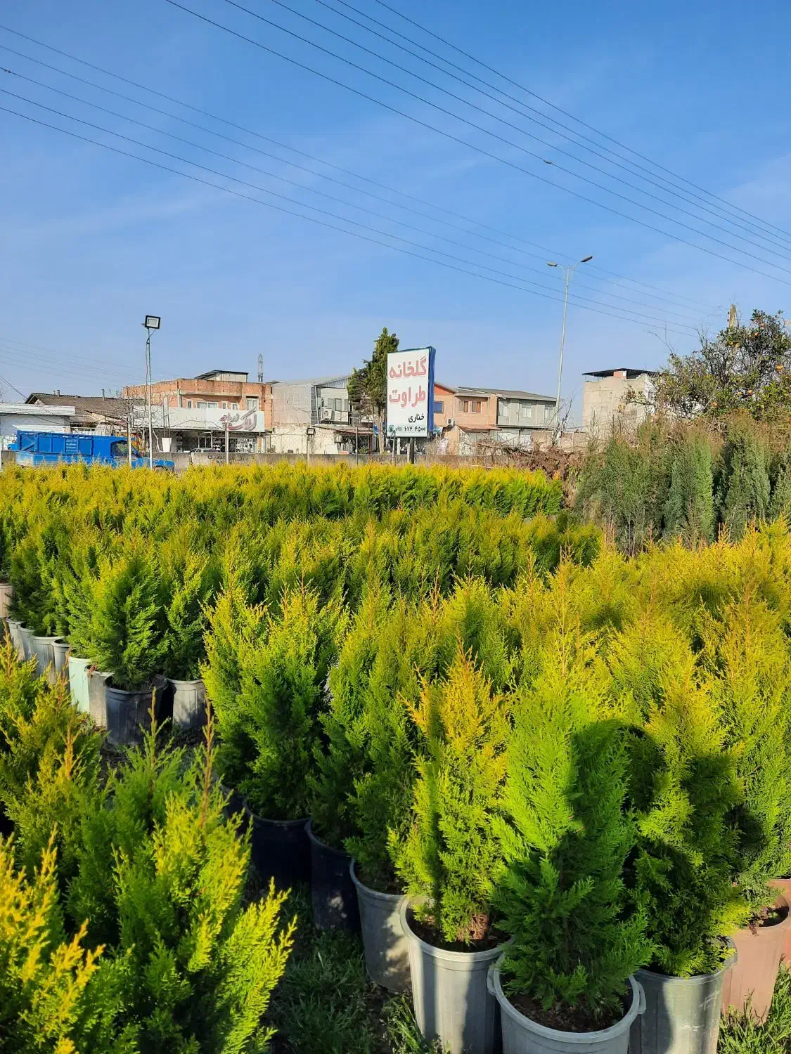 لاوسون سطل ۱۲|گل و گیاه طبیعی|قائم‌شهر, |دیوار