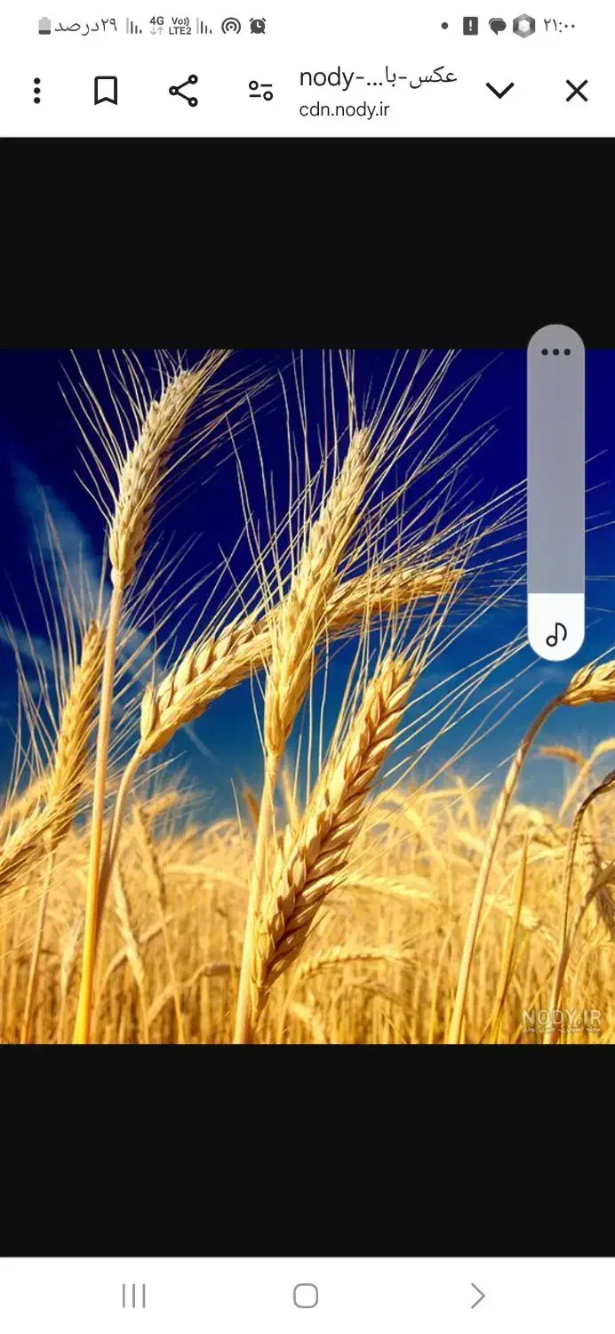 گندم|گل و گیاه طبیعی|ضیاء آباد, |دیوار