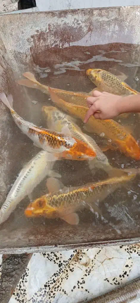 ماهی کوی|ماهی|صومعهسرا, |دیوار