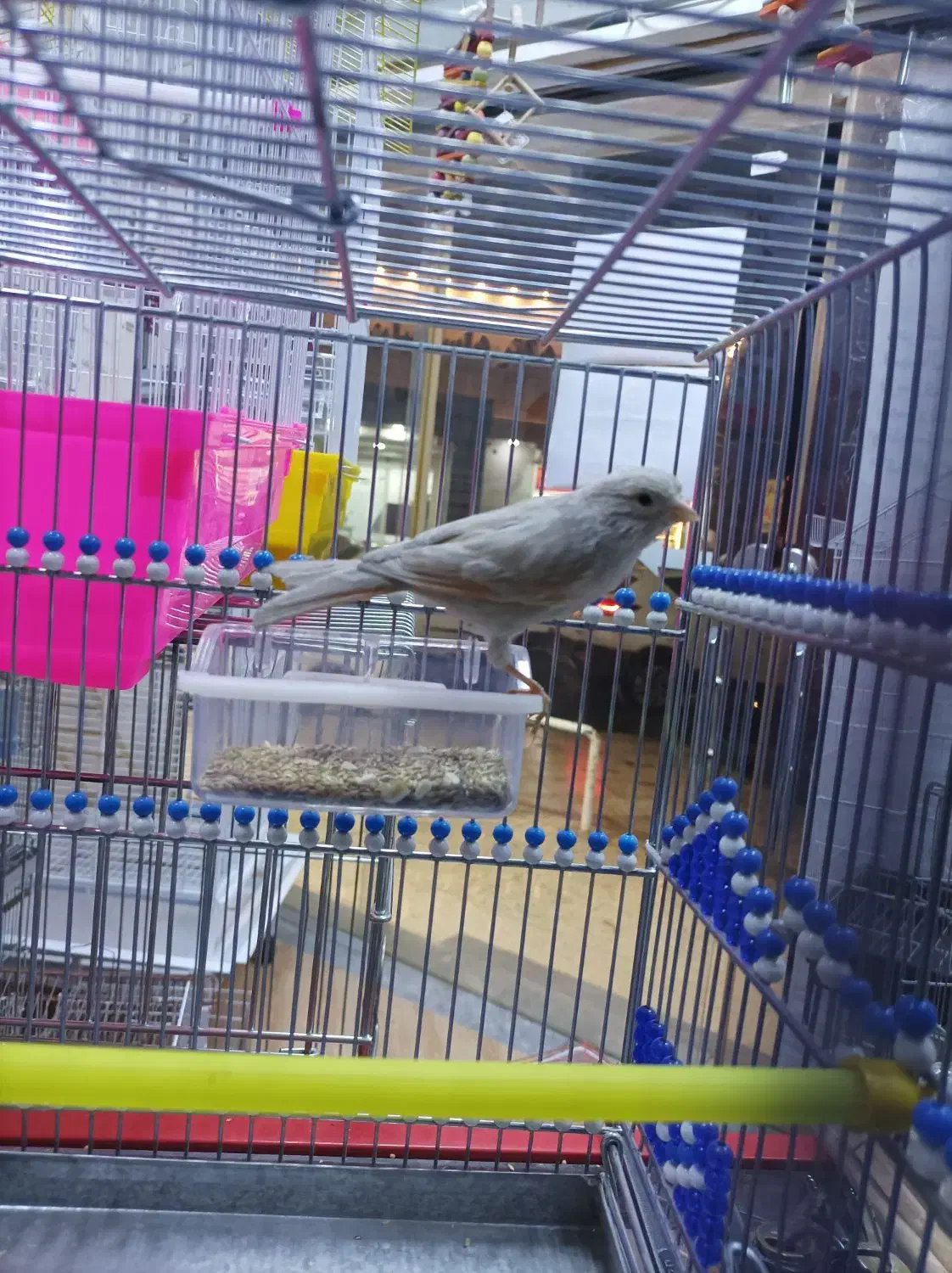 قناری ماده آماده|پرنده|بهبهان, |دیوار