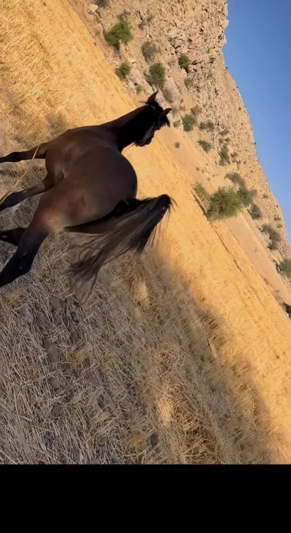 اسب|اسب و تجهیزات اسبسواری|کازرون, |دیوار