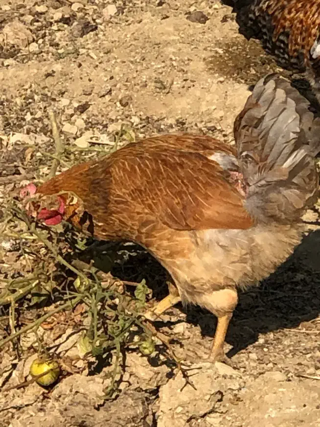 مرغ و خروس|حیوانات مزرعه|کرج, شهرک کیوانیه(معراج)|دیوار