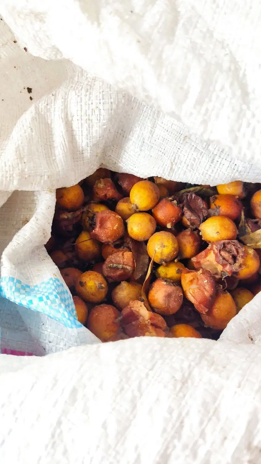 رب ازگل|خوردنی و آشامیدنی|امامزاده عبدالله, |دیوار