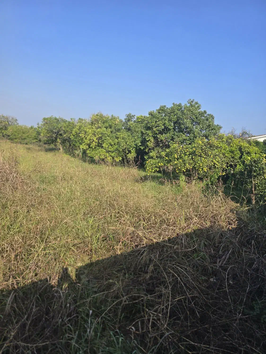 زمین۲۲۰متری|فروش زمین و ملک کلنگی|واجارگاه, |دیوار