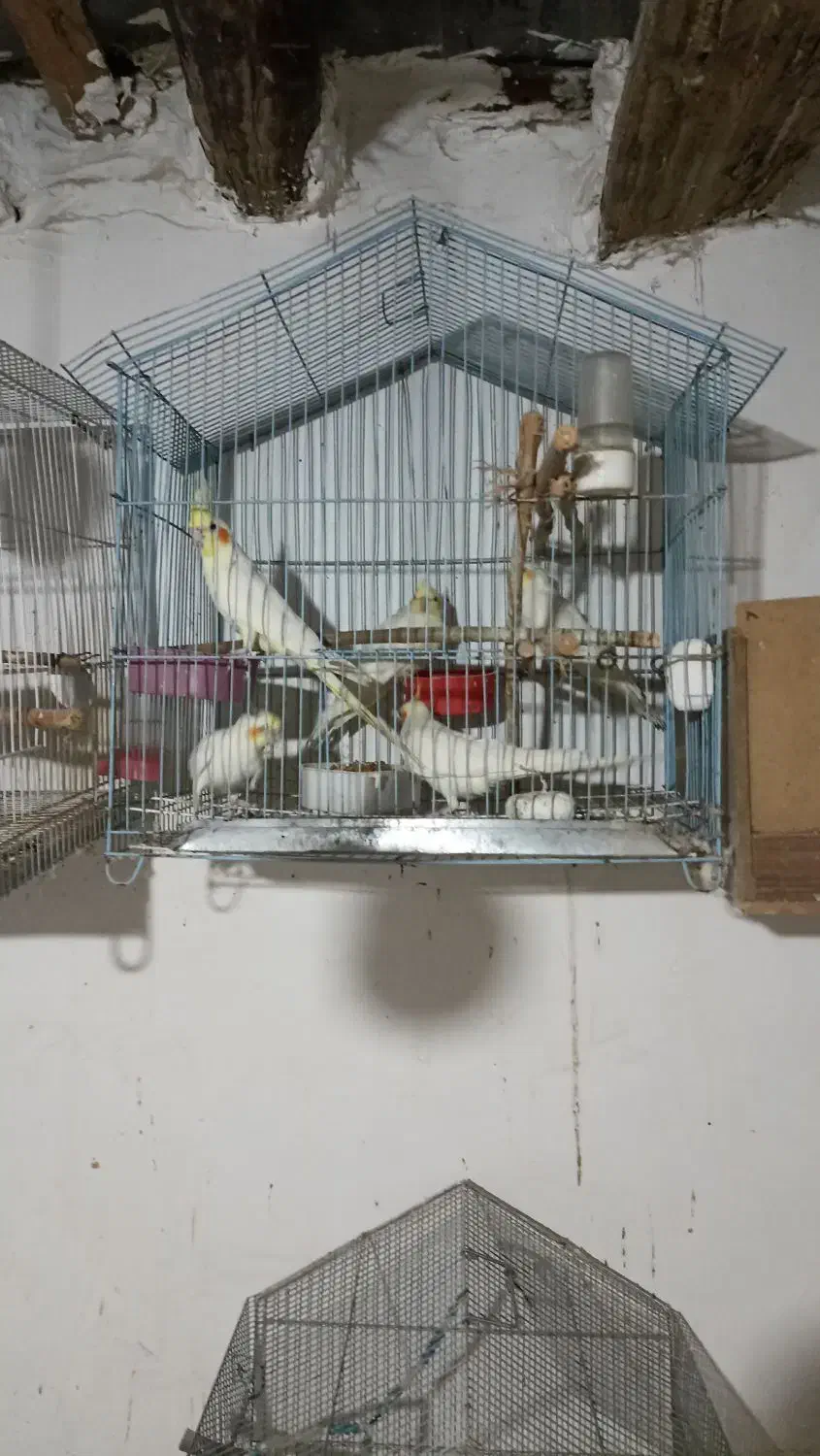 عروس هلندی|پرنده|دلند, |دیوار