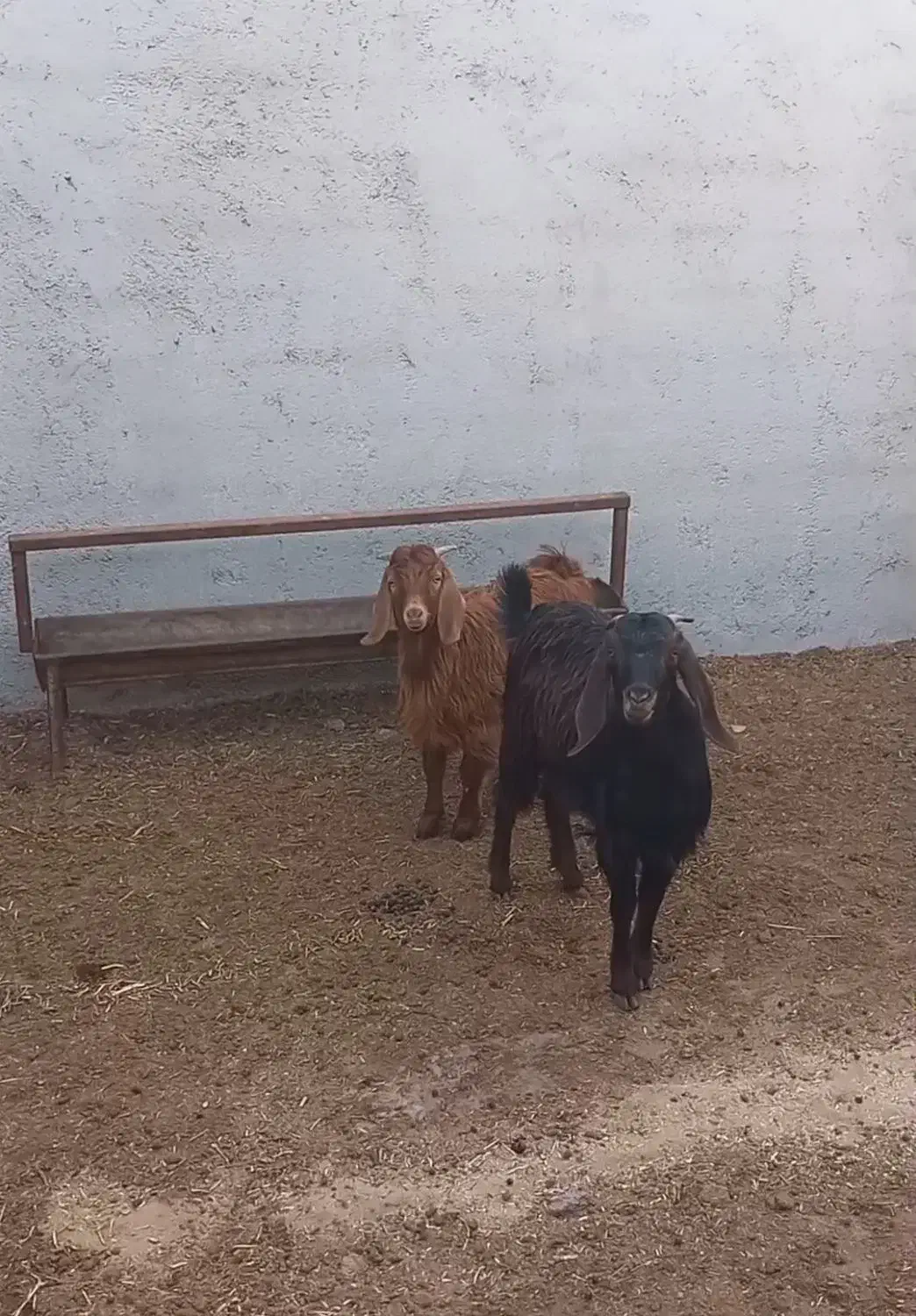 بزغاله نرو ماده|حیوانات مزرعه|شاهرود, |دیوار