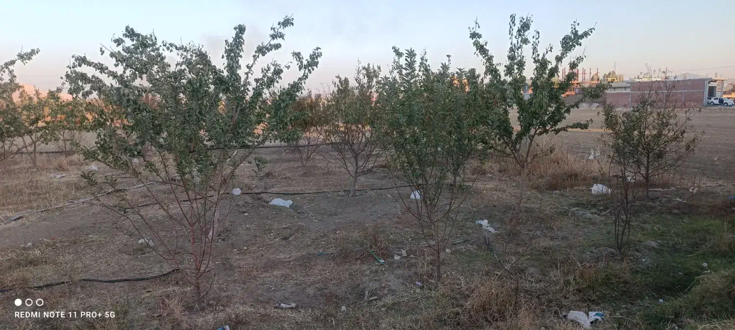 باغ هلو و زردآلو دوتا آلوبالو یک عدد گردو وگل سرخ|فروش زمین و ملک کلنگی|محمدبار, |دیوار