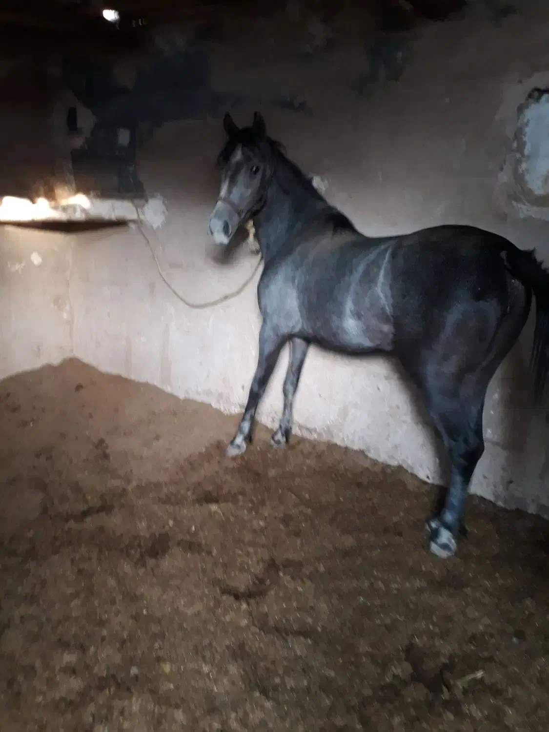 مادیان|اسب و تجهیزات اسب‌سواری|اصفهان, شهرک کوثر|دیوار