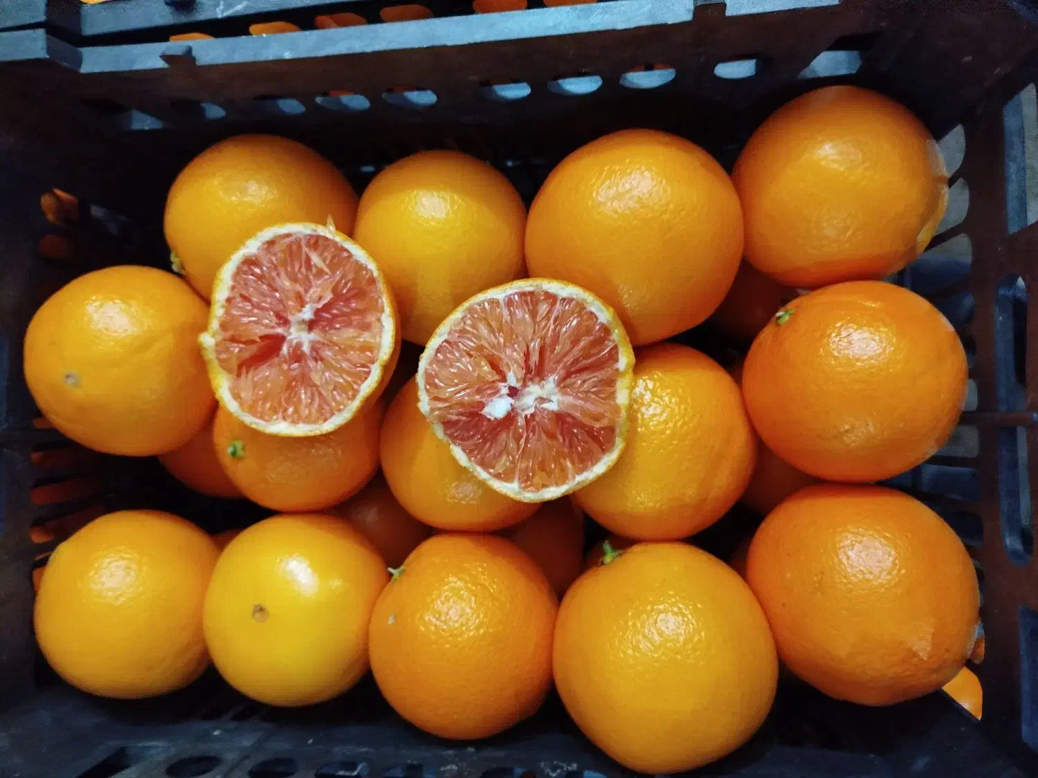 پرتقال نارنگی نارنج|عمده‌فروشی|بابل, |دیوار