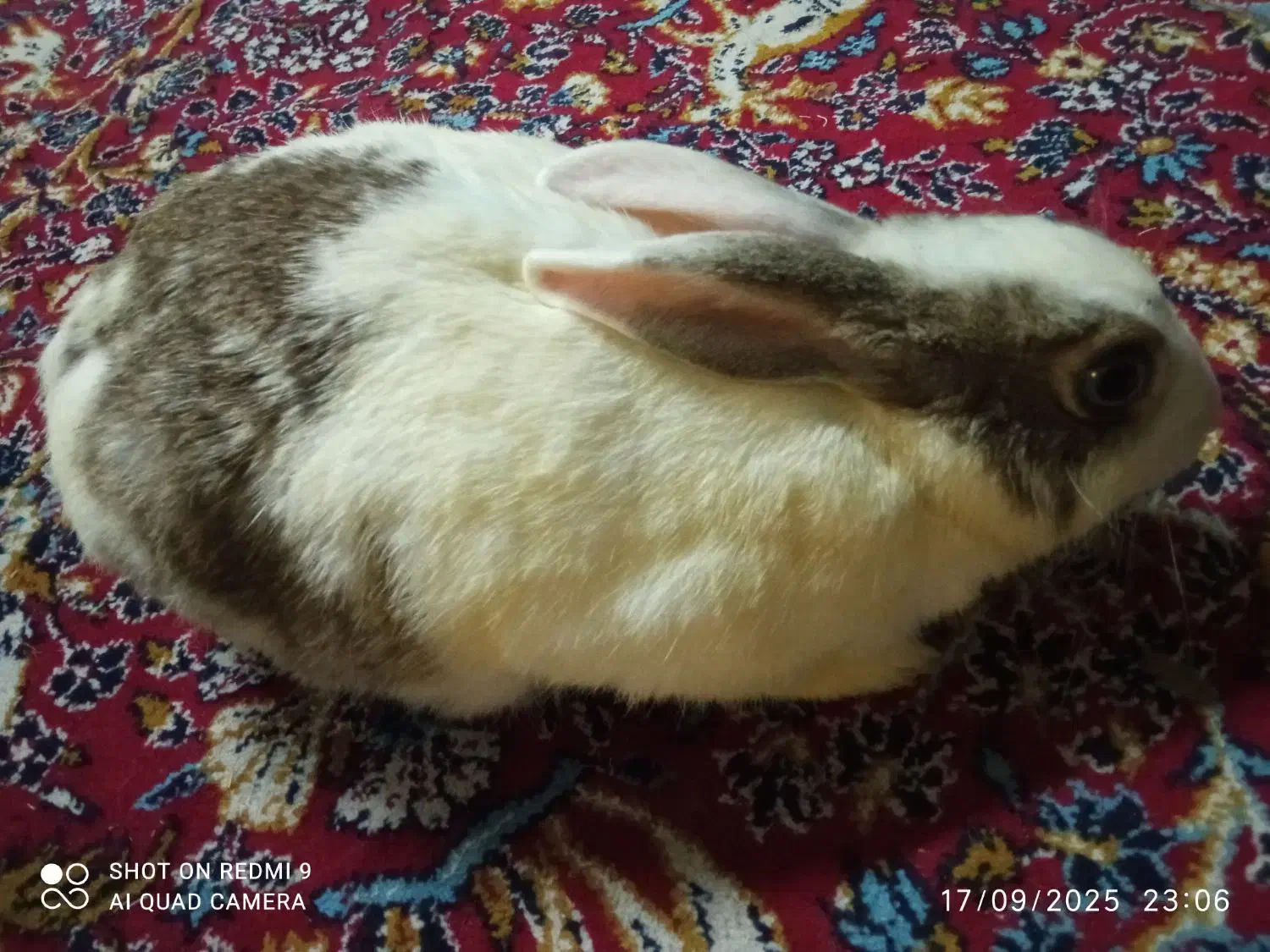 چشم ابی|موش و خرگوش|رشت, استادسرا|دیوار