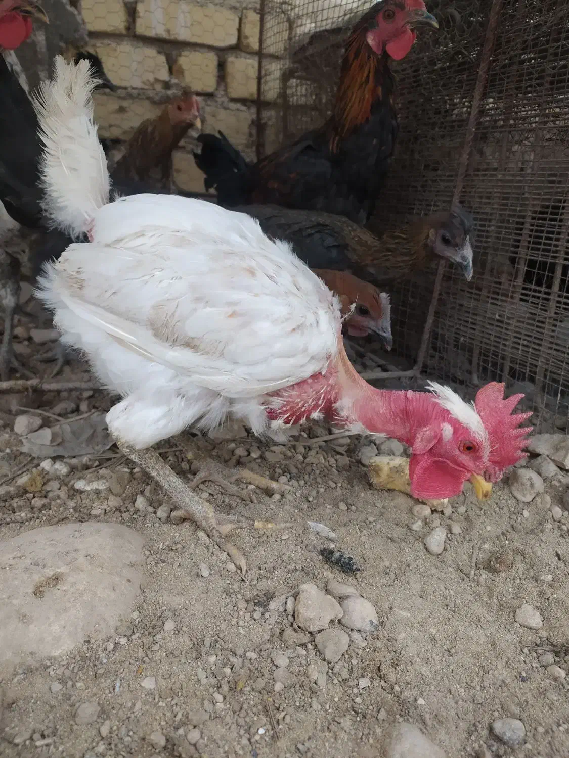 فروش جوجه خروس محلی اصل|حیوانات مزرعه|کوه چنار, |دیوار