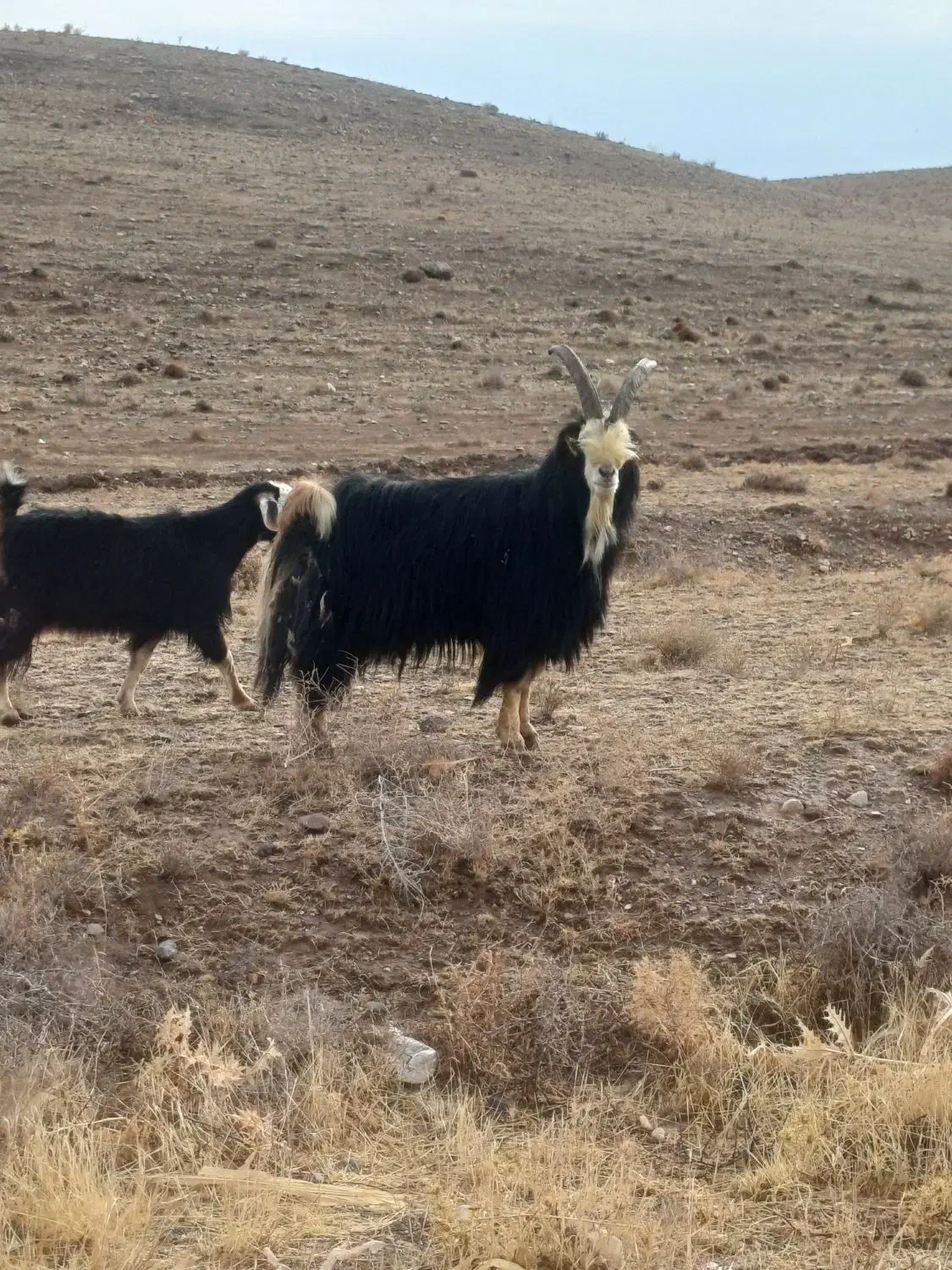 نر بز شیرازی|حیوانات مزرعه|خرمدشت, |دیوار