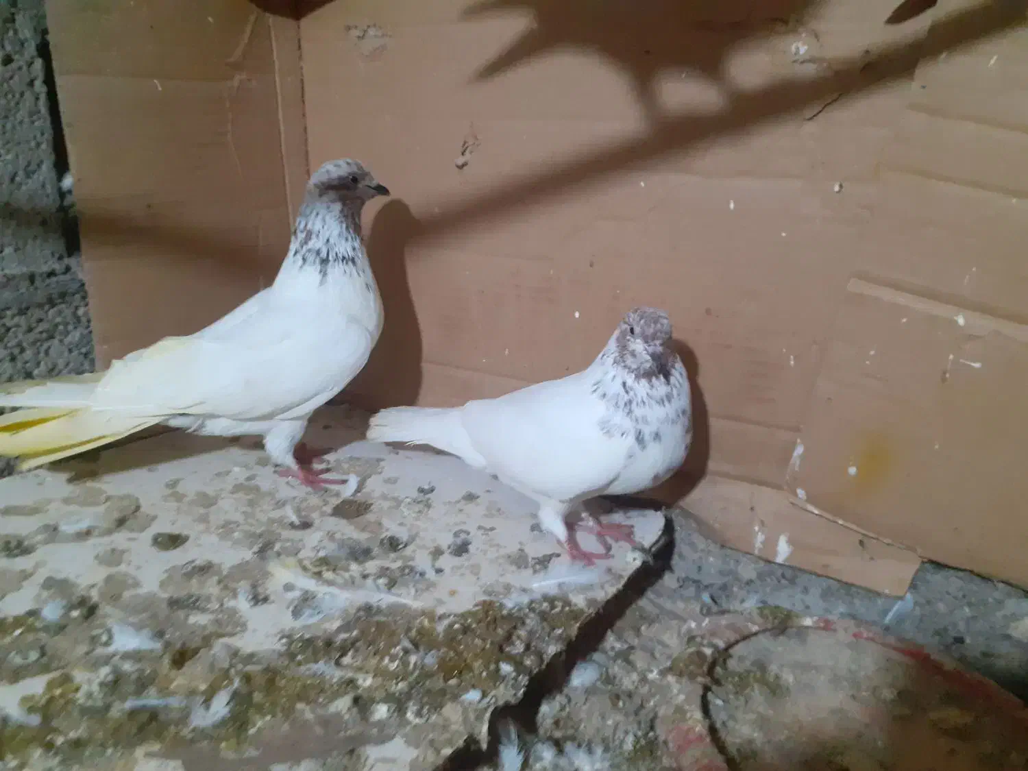 کبوتر|پرنده|رشت, پسیخان|دیوار