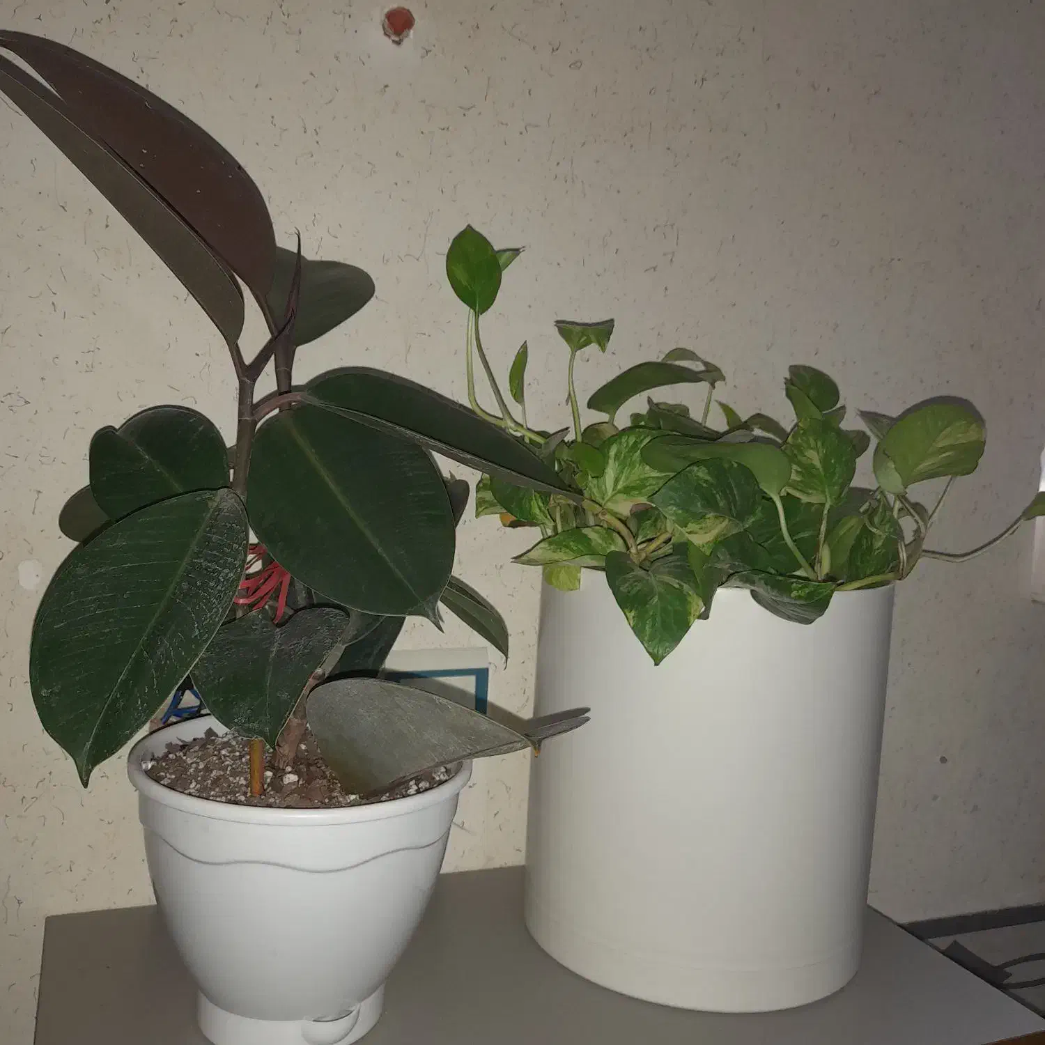 گل قشنگ|گل و گیاه طبیعی|بجنورد, |دیوار