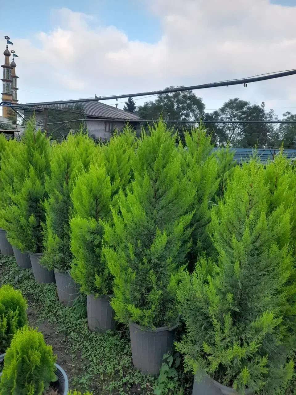 صنوبر نقگرا ترکیه|گل و گیاه طبیعی|ماهان, |دیوار