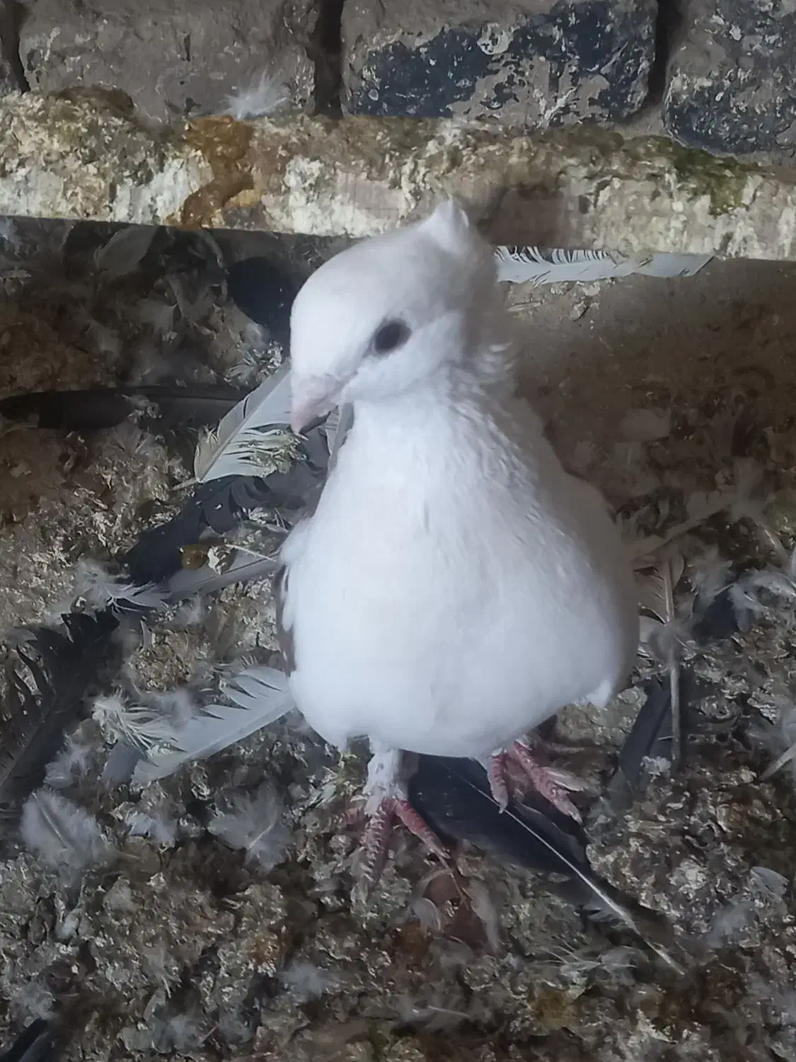 کبوتر نوک قناری|پرنده|ماهدشت, |دیوار