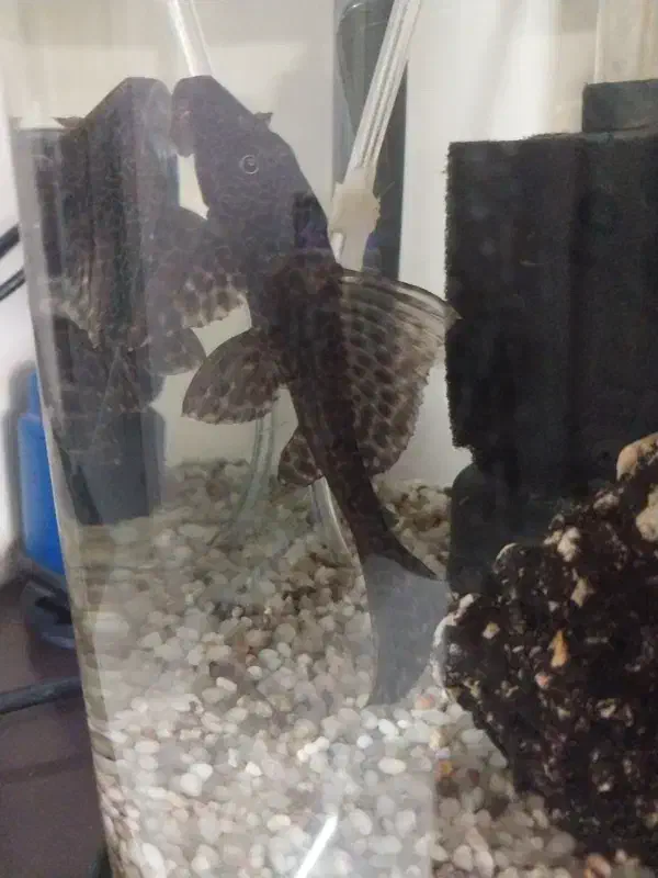 لجن خوار،|ماهی|نیشابور, فردوس شمالی|دیوار