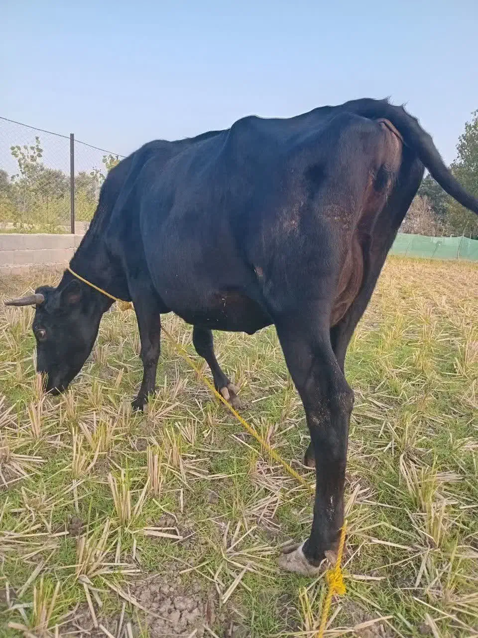 گاو دورگ محلی حامله|حیوانات مزرعه|سنگر, |دیوار