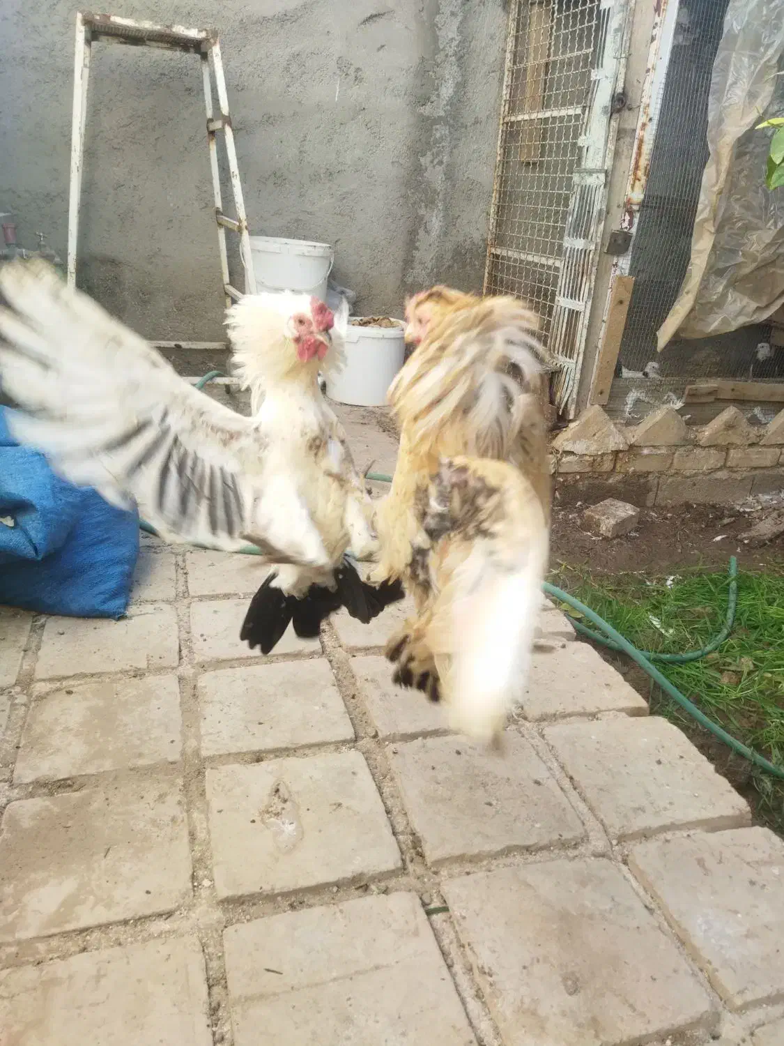 خروس چینی|حیوانات مزرعه|طبس, |دیوار