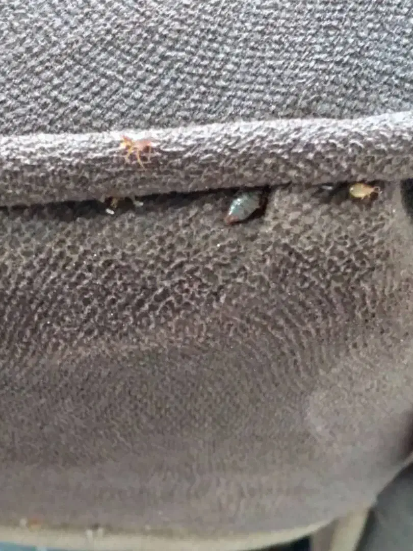 خدمات پاکسازی منازل از حشرات موذی|خدمات نظافت|تهران, تهرانپارس غربی|دیوار