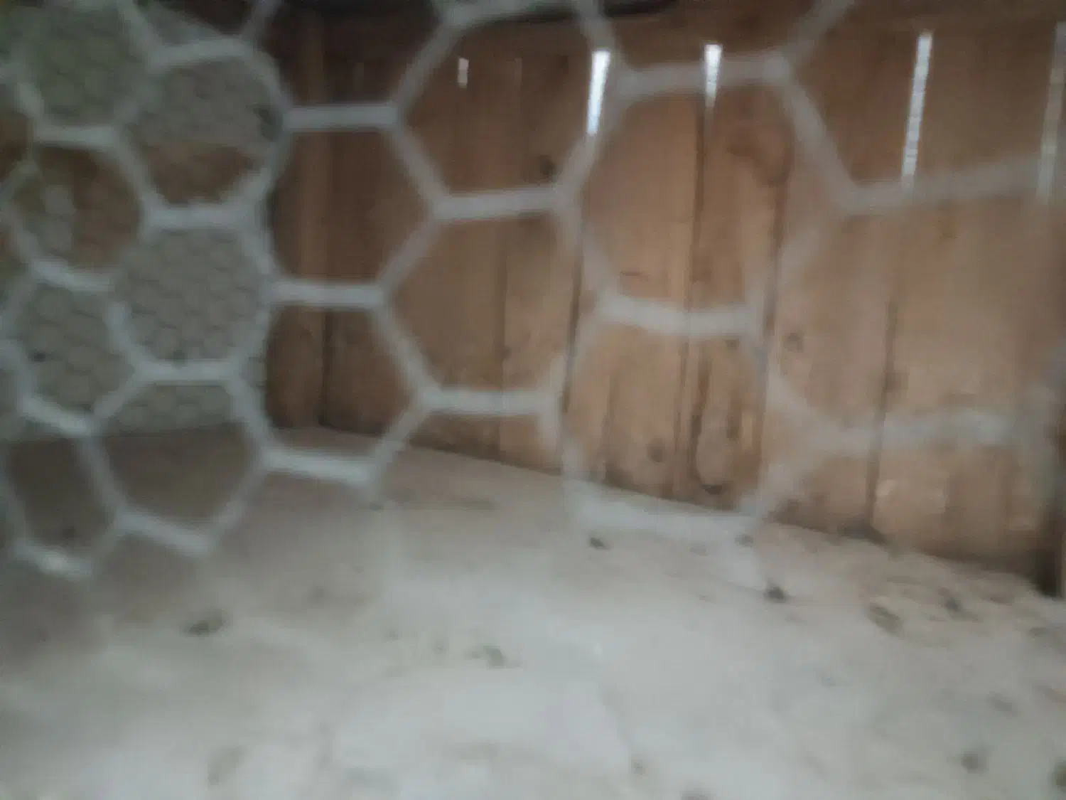 کفتر|پرنده|قم, مهر آباد|دیوار