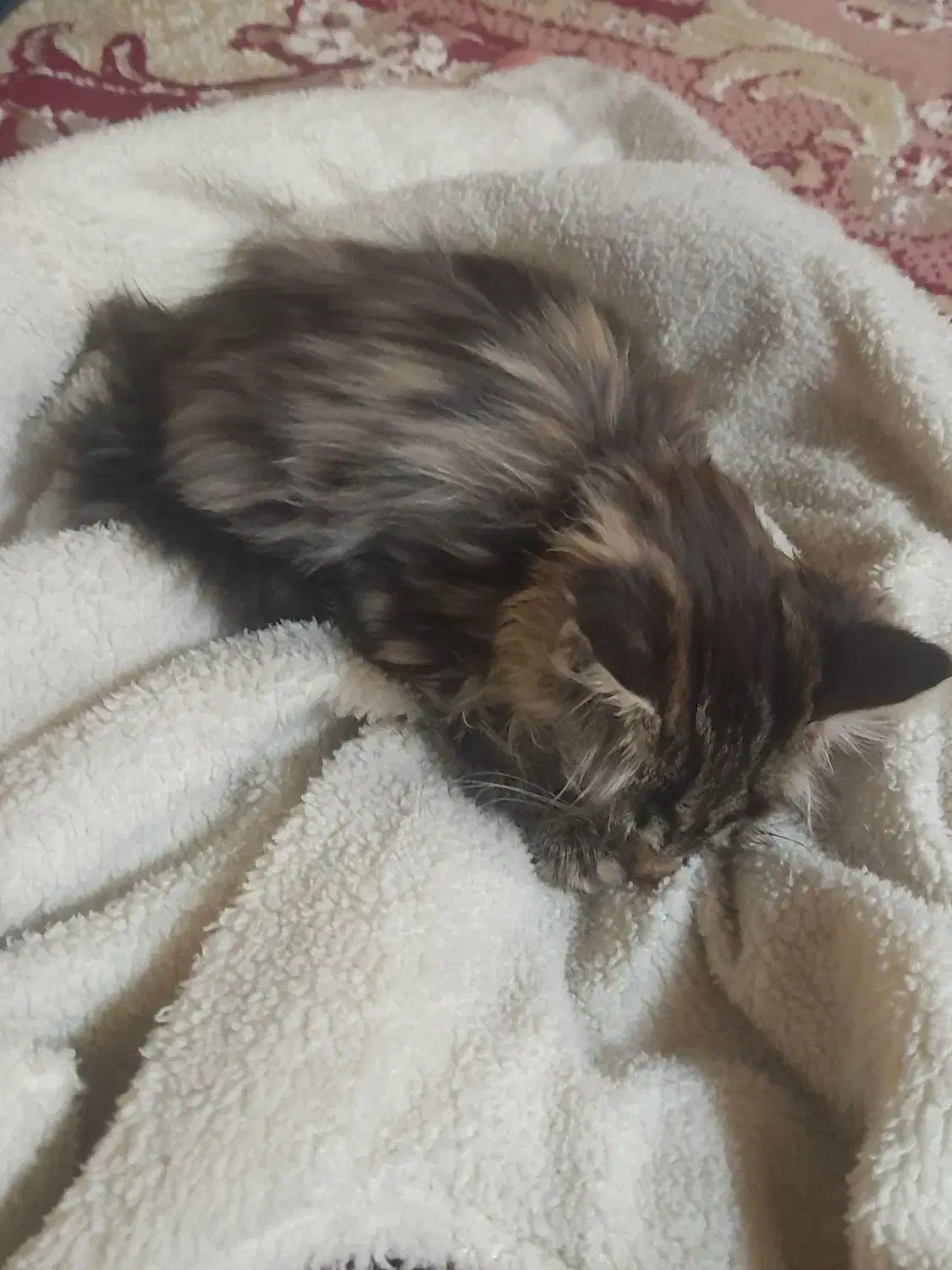 بچه گربه پرشین|گربه|بجنورد, |دیوار