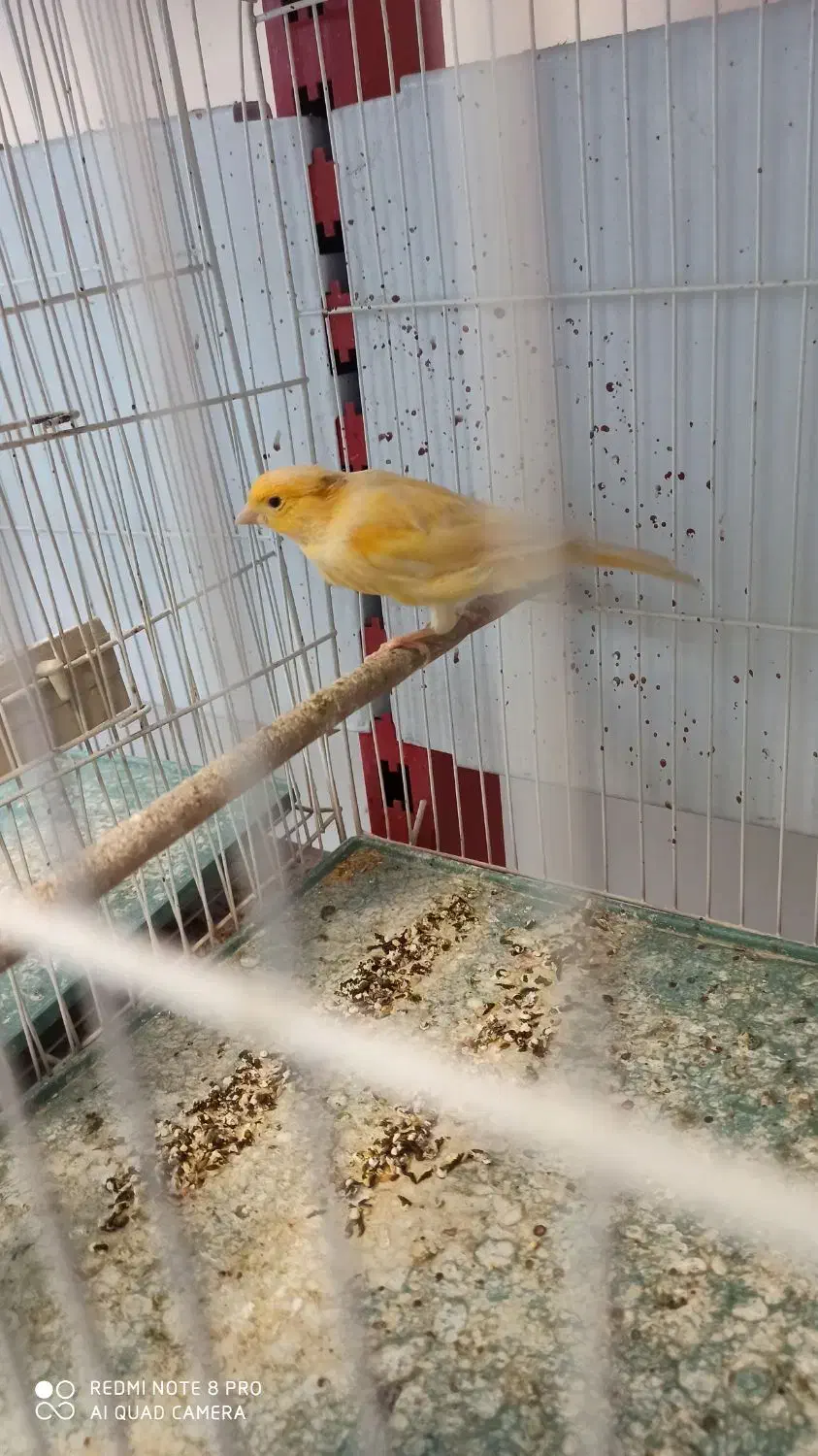 قناری نر مست مست شلاقی|پرنده|اصفهان, آبشار|دیوار