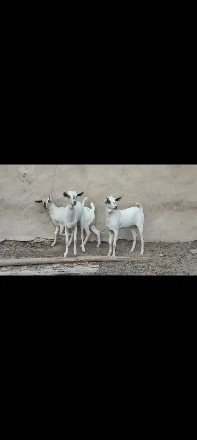 گیسه سومال|حیوانات مزرعه|فین, |دیوار