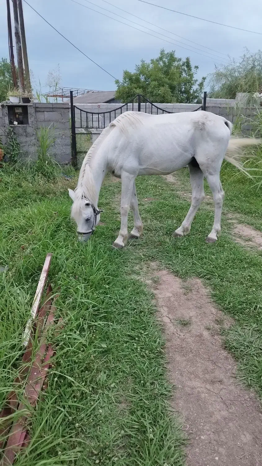 فروش نریان دوخون|اسب و تجهیزات اسب‌سواری|اسالم, |دیوار
