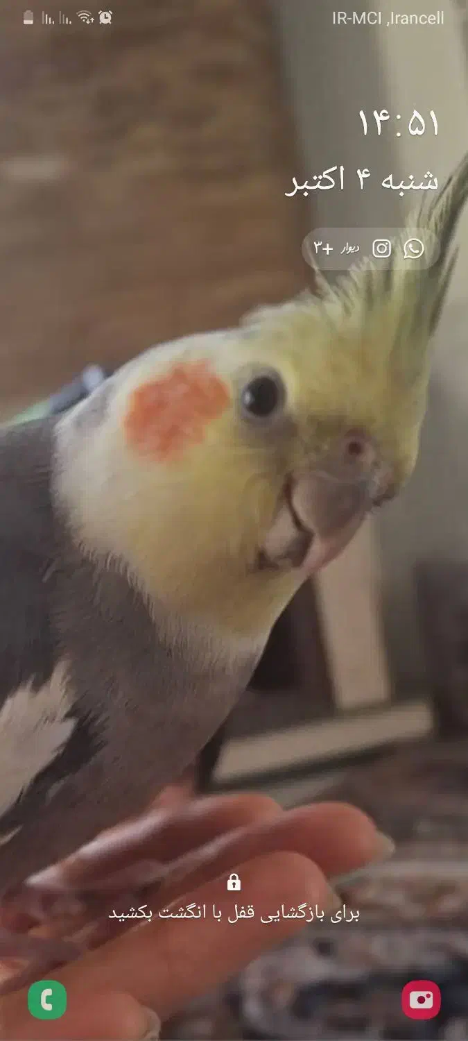 عروس هلندی گم شده|حیوانات|حمیدیا, |دیوار