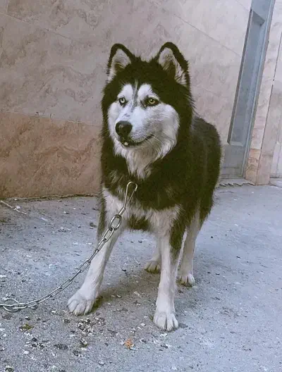 هاسکی|سگ|برخوار, |دیوار